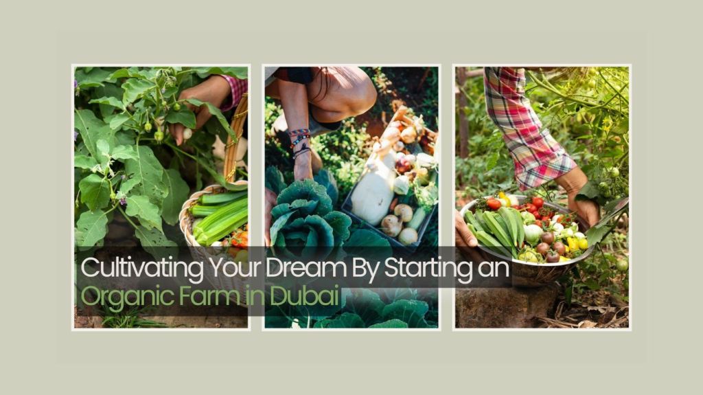 Cultivating Your Dream: A Guide to Starting an Organic Farm in Dubai
